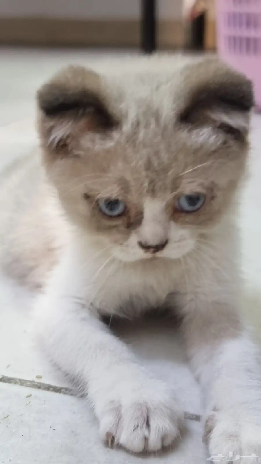 scottish fold hair cat 1