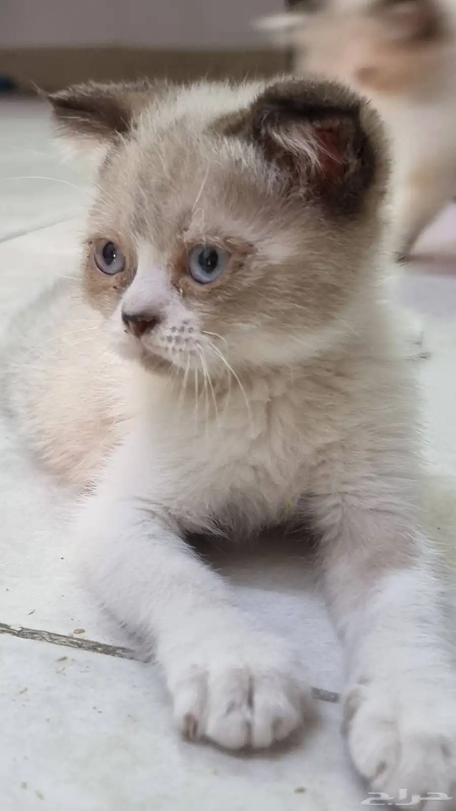 scottish fold hair cat 0