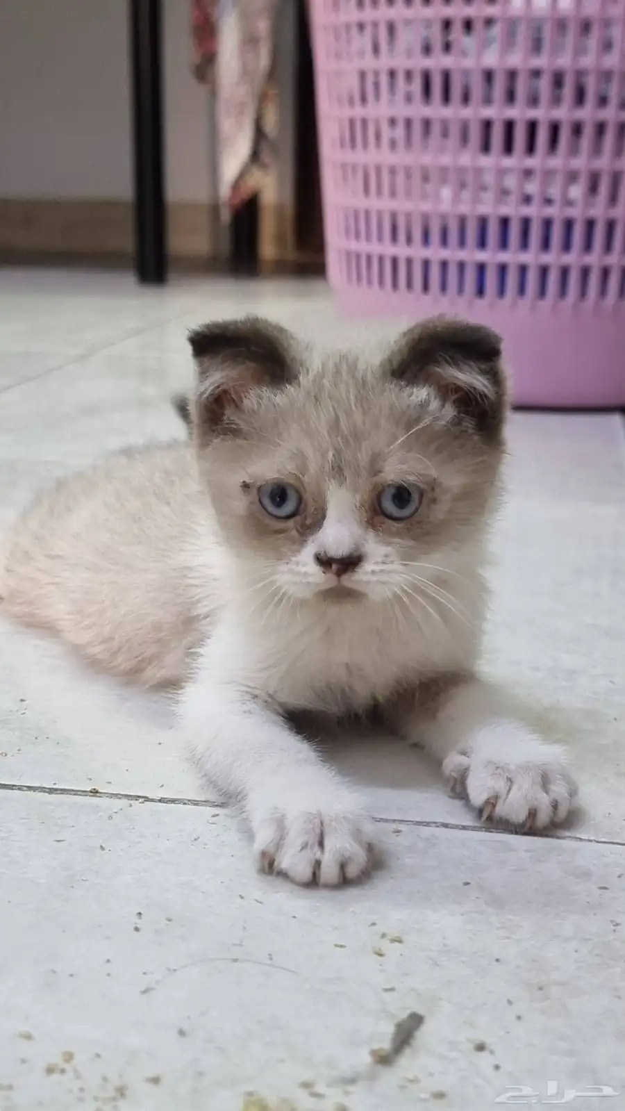 scottish fold hair cat 3