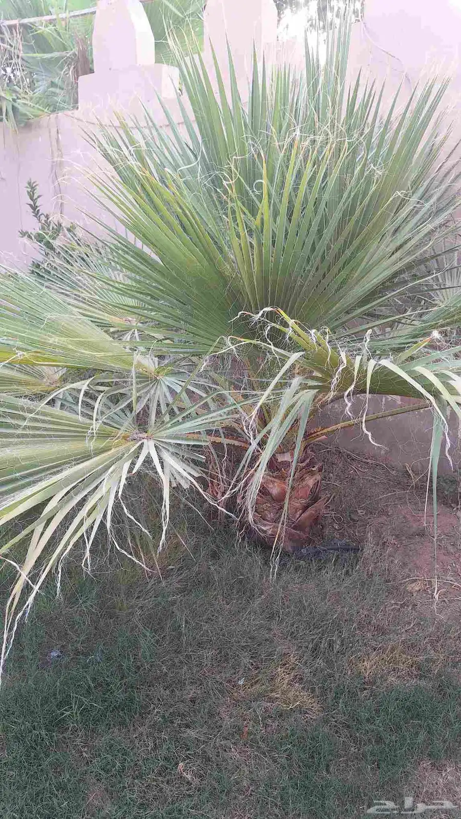 نخل واشنطني عدد 6 والبيع سمح 0
