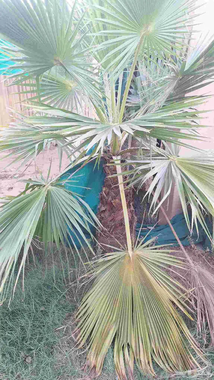 نخل واشنطني عدد 6 والبيع سمح 1