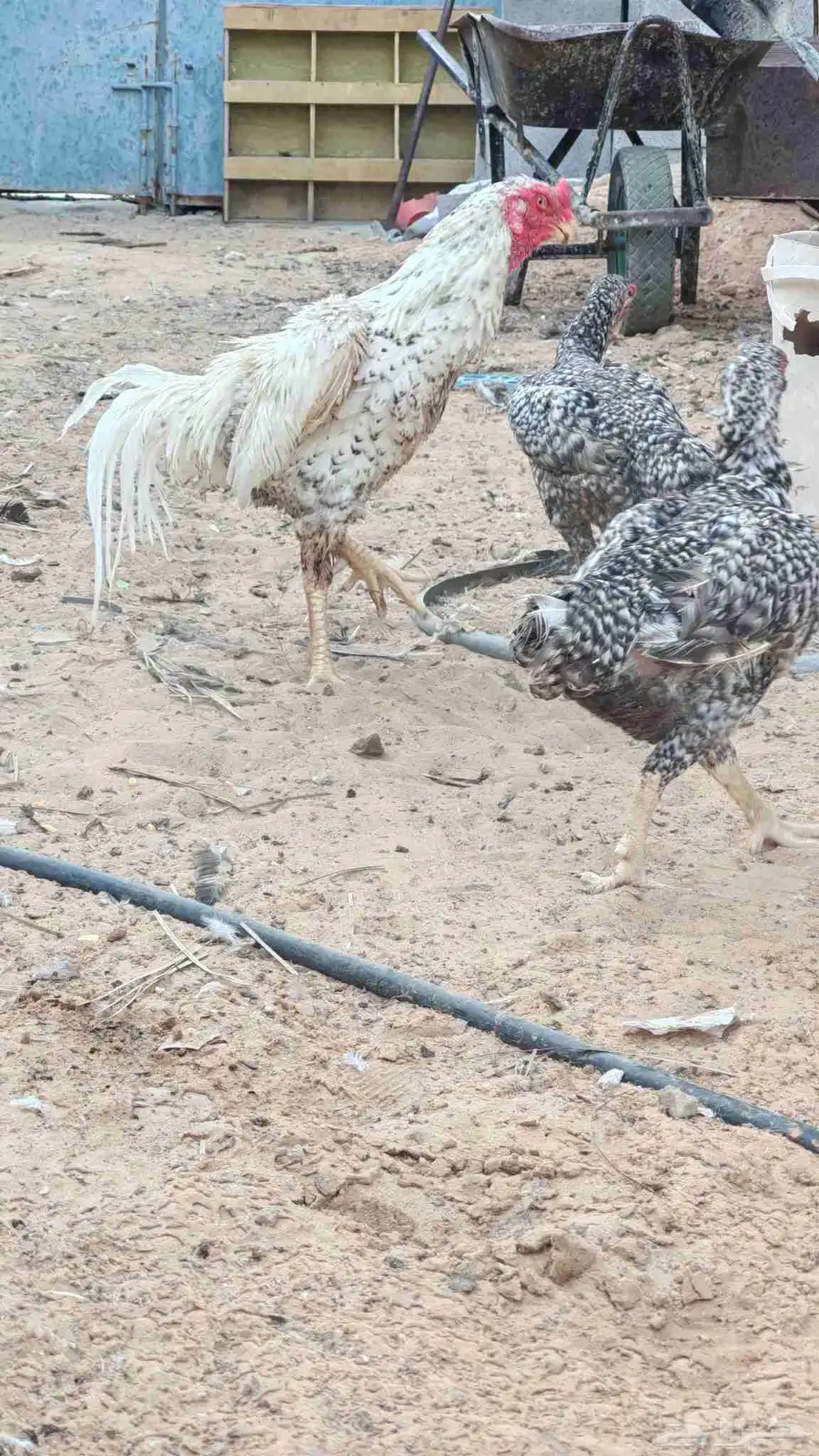 ديك ودجاجتين فارسي توب بياض متوقف الان 3