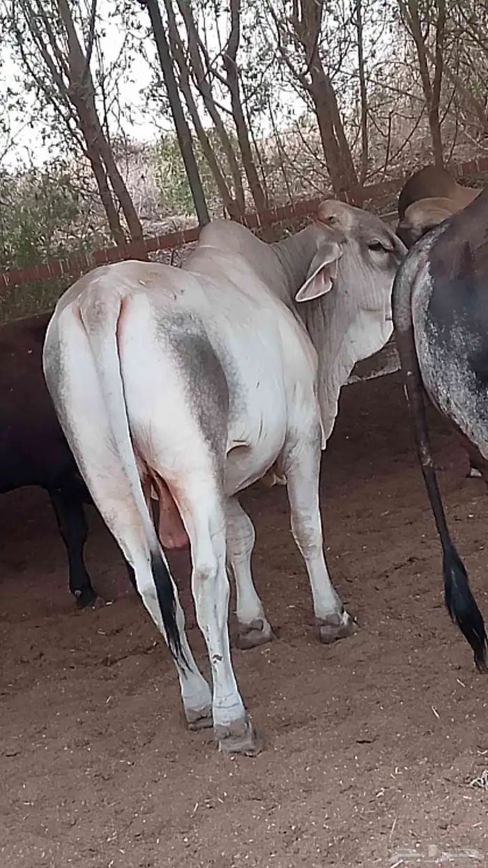 ماشاء الله تبارك الله معنا بقر مرباء رقم واحد بضاعة طيبه 3
