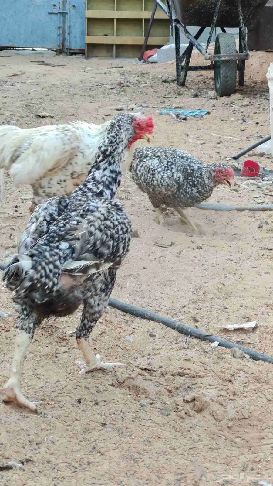 ديك ودجاجتين فارسي توب بياض متوقف الان 5