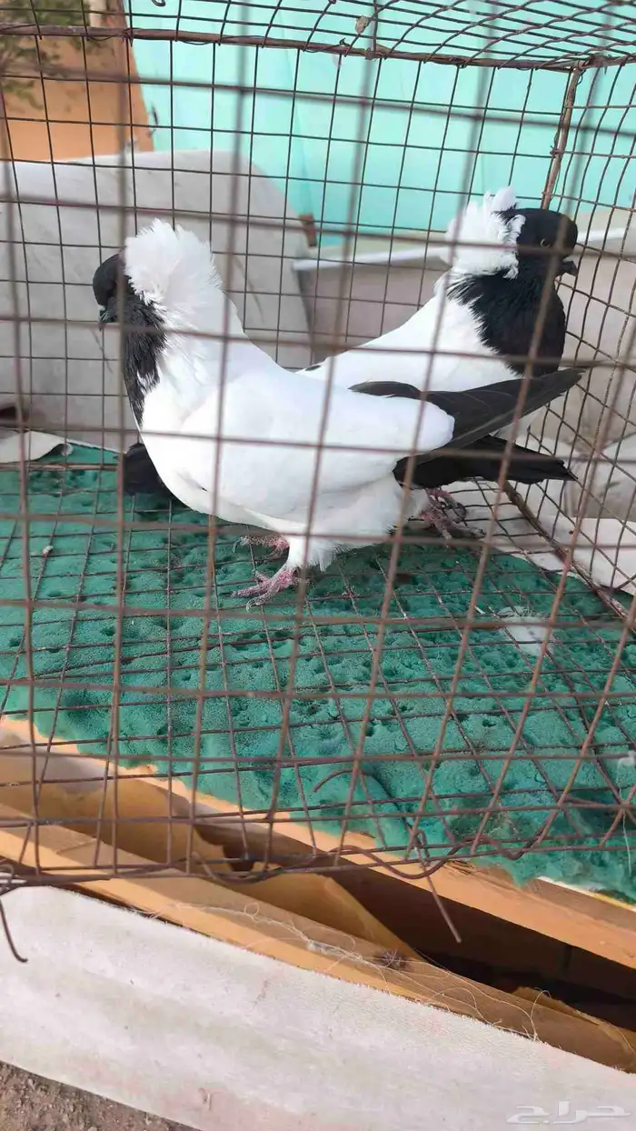 حمام سوداني 5