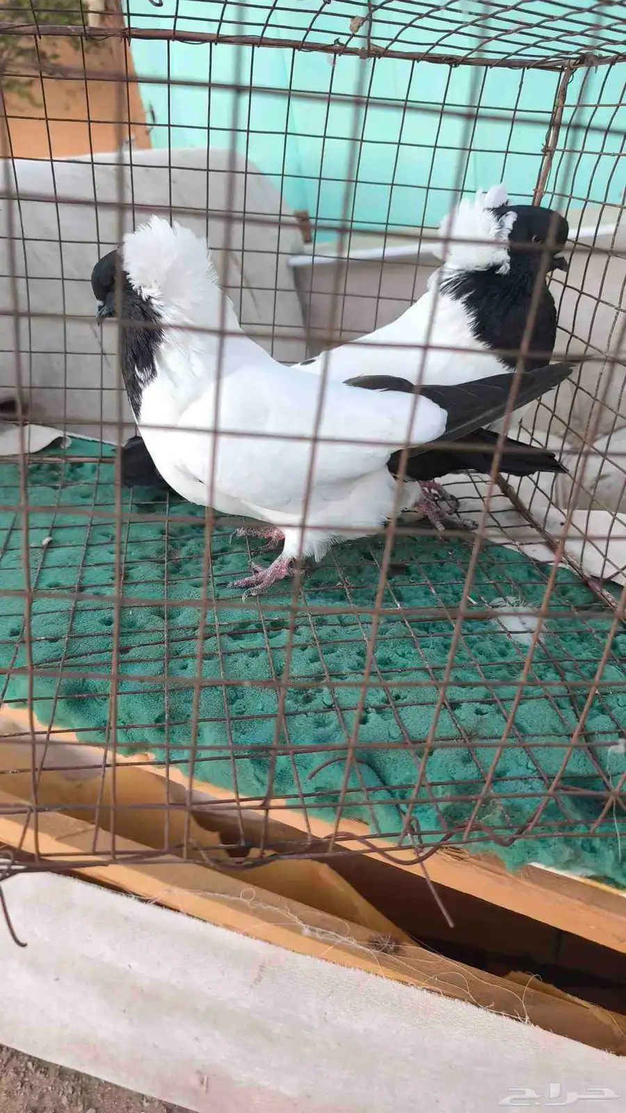 حمام سوداني 5