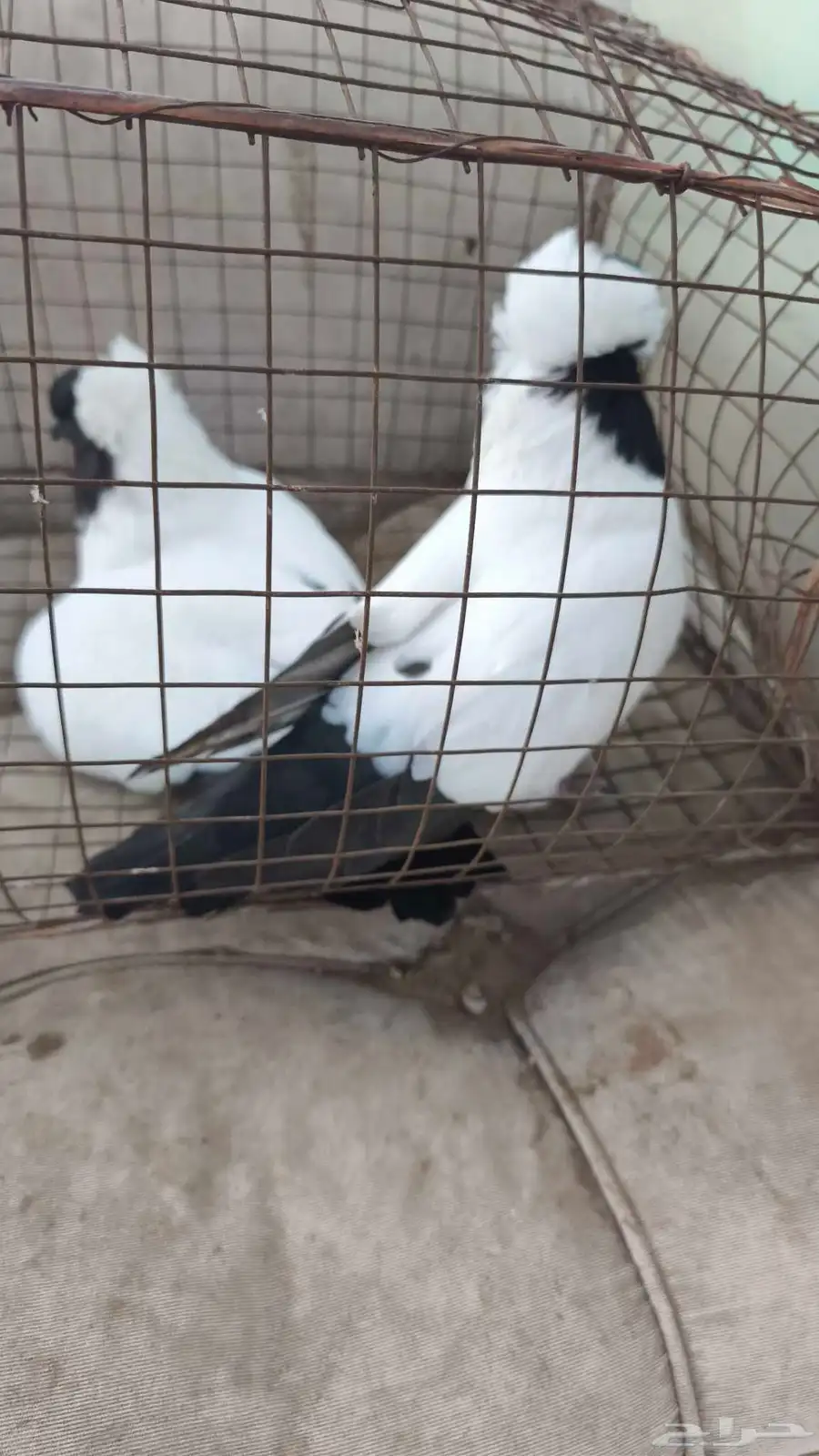 حمام سوداني 4