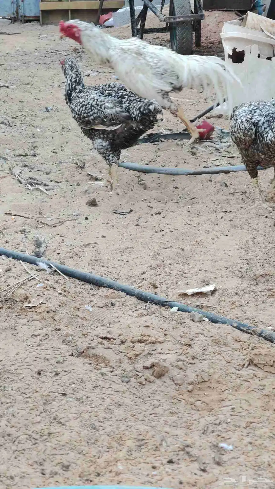 ديك ودجاجتين فارسي توب بياض متوقف الان 4