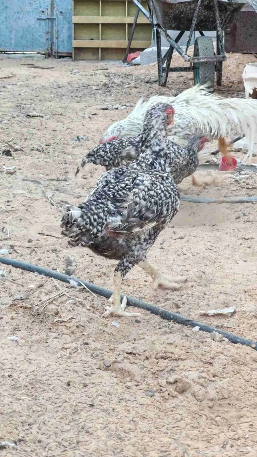 ديك ودجاجتين فارسي توب بياض متوقف الان 2