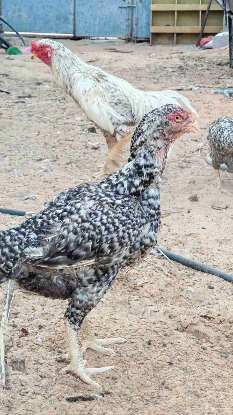 ديك ودجاجتين فارسي توب بياض متوقف الان 6
