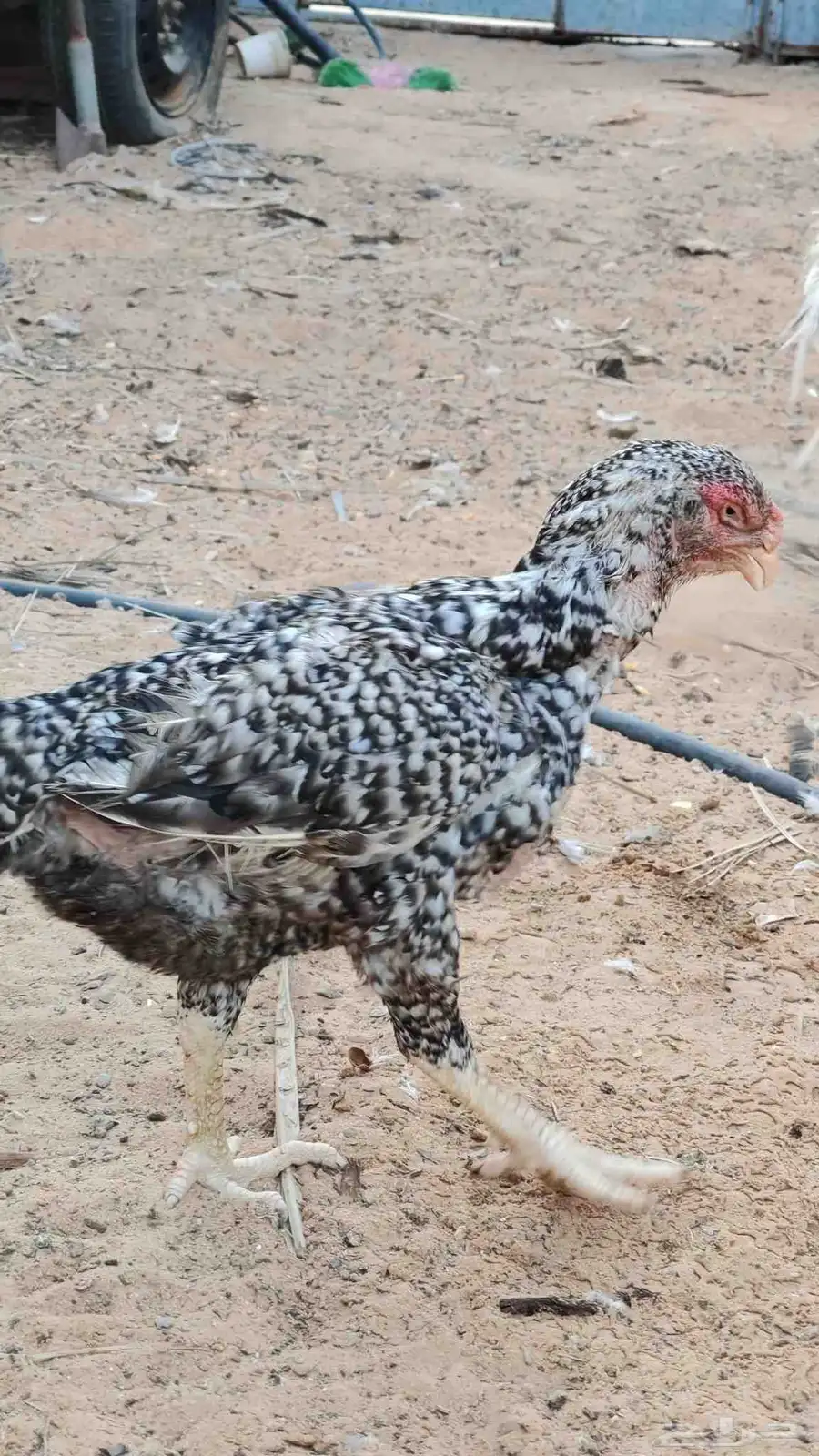 ديك ودجاجتين فارسي توب بياض متوقف الان 7