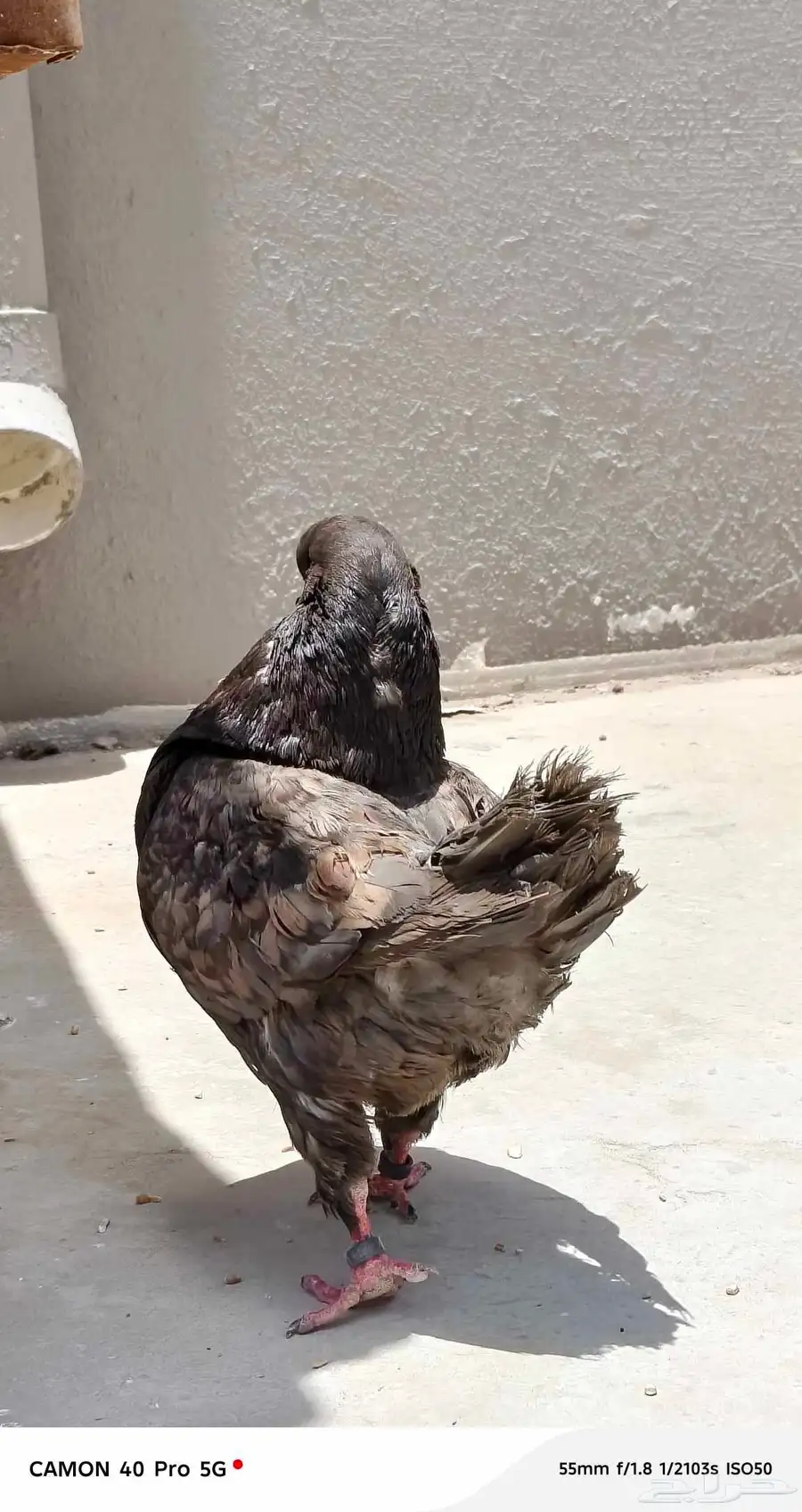 حمام كنق 1