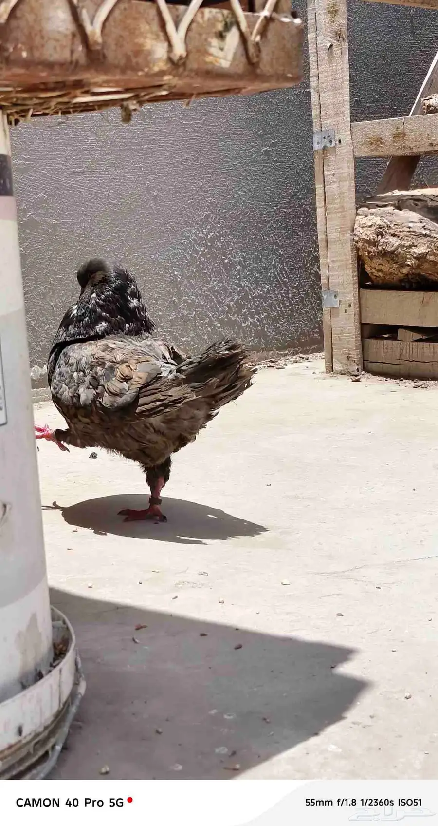 حمام كنق 0