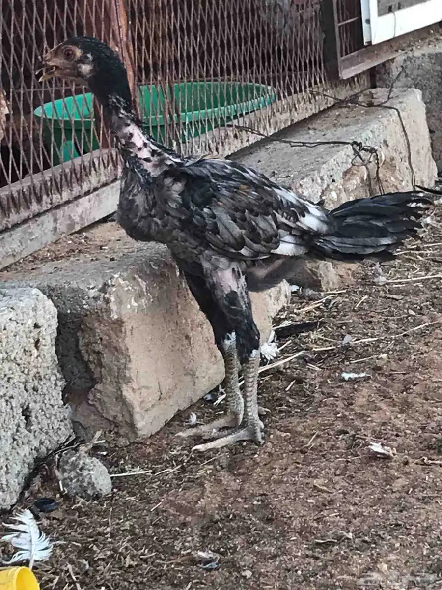 للبيع ديك سندي 2