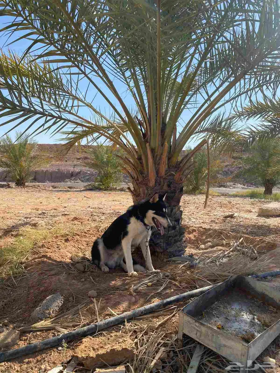 جرو هاسكي و سلوقي 0