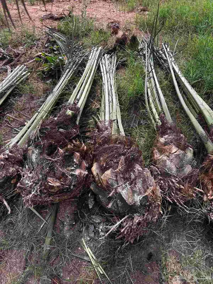 يوجد لدينا جميع انواع النخيل نقايل وجثائث وفروخ 3