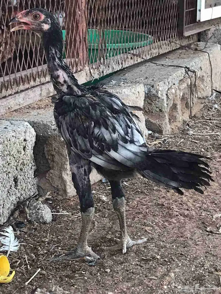 للبيع ديك سندي 0