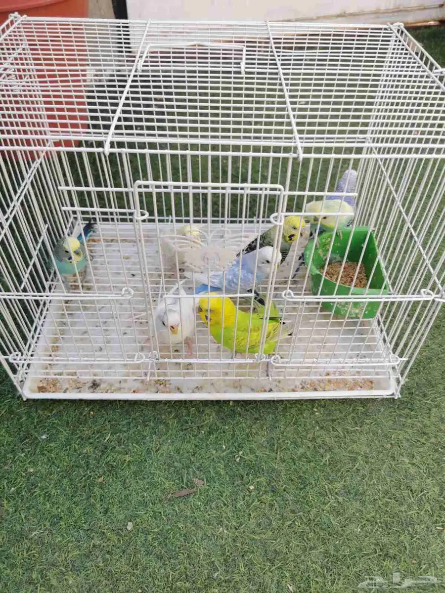4 ازواج بادجي 0