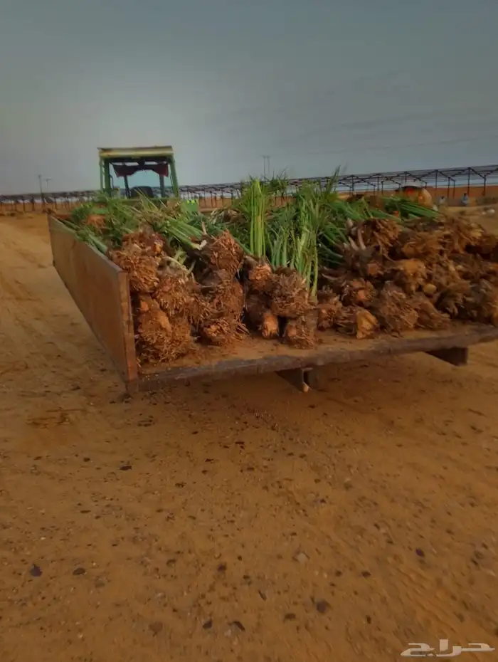 يوجد لدينا جميع انواع النخيل نقايل وجثائث وفروخ 4