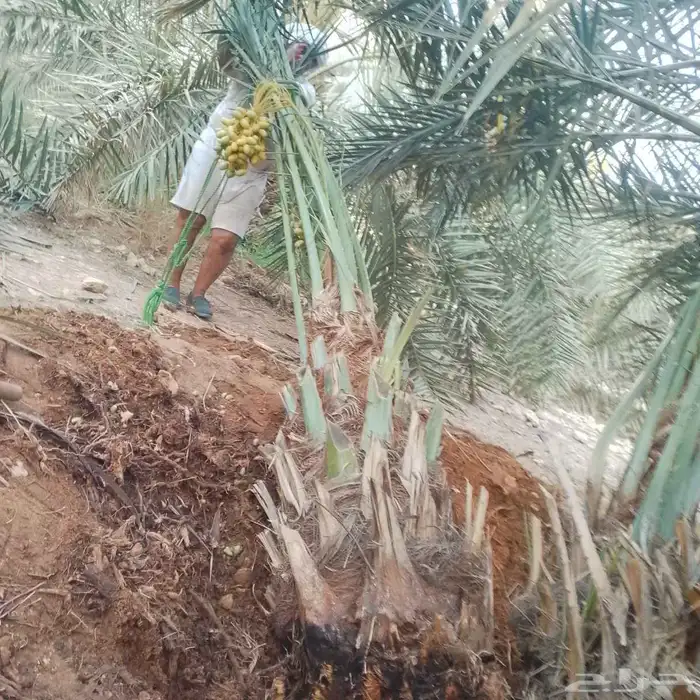 نخل للبيع بجميع انواعه 3