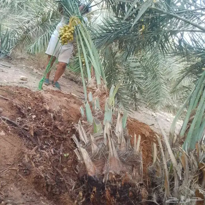 نخل للبيع بجميع انواعه 4