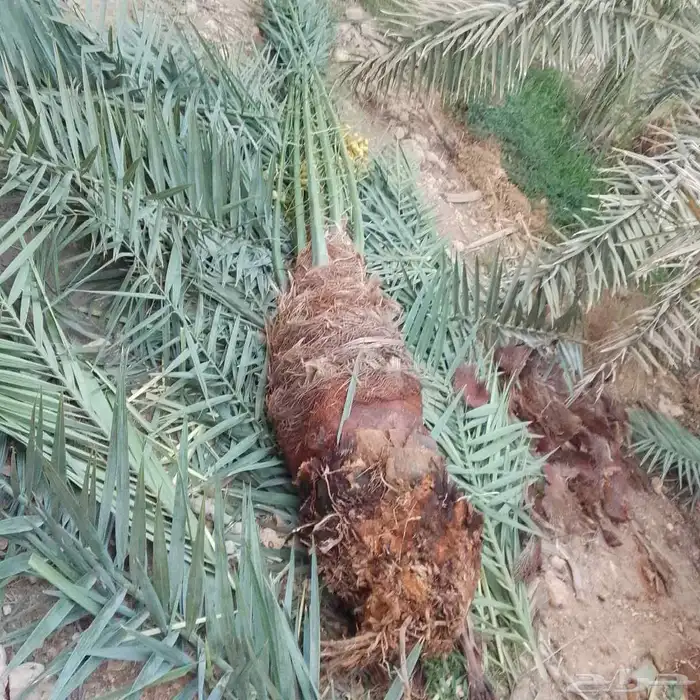 نخل للبيع بجميع انواعه 0