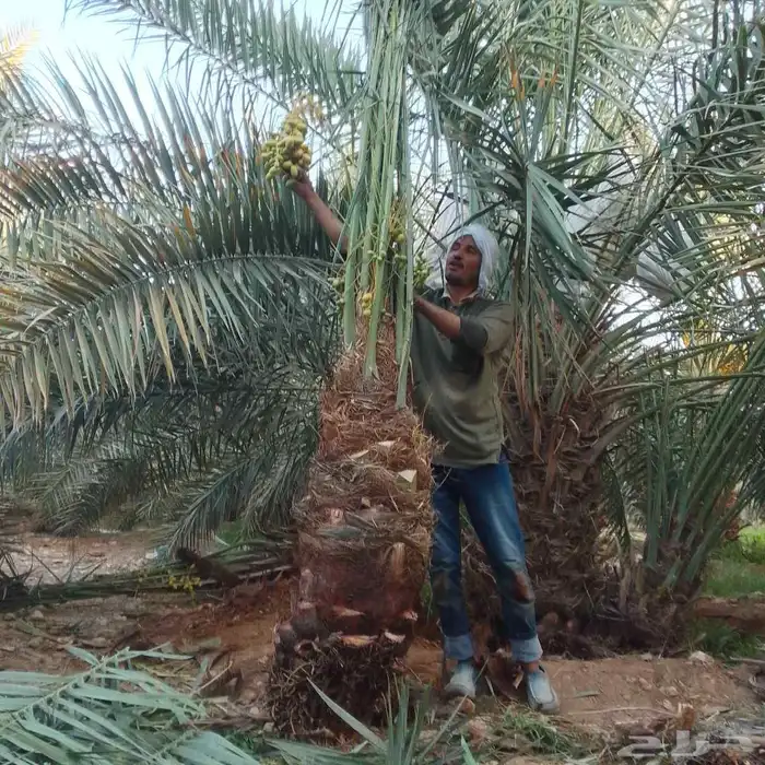 نخل للبيع بجميع انواعه 2