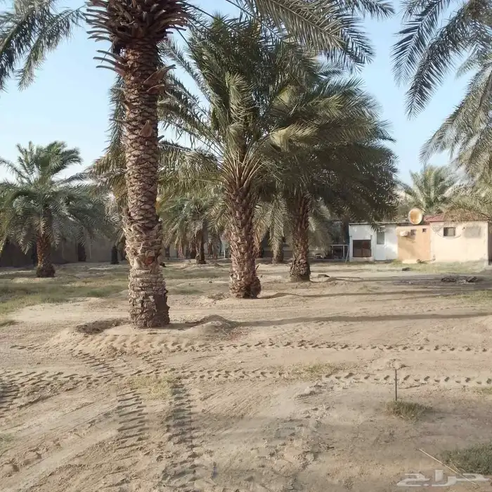 نخل للبيع بجميع انواعه 6