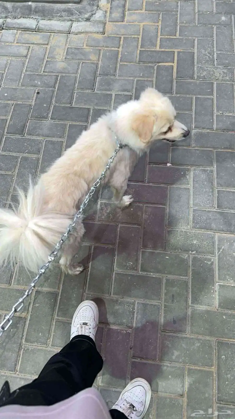 كلب لطيف مع كل الناس  البيع على السوم 2