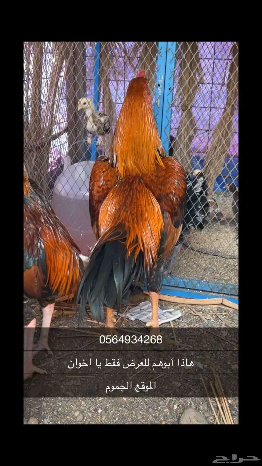 دجاج بكستاني للبيع 0