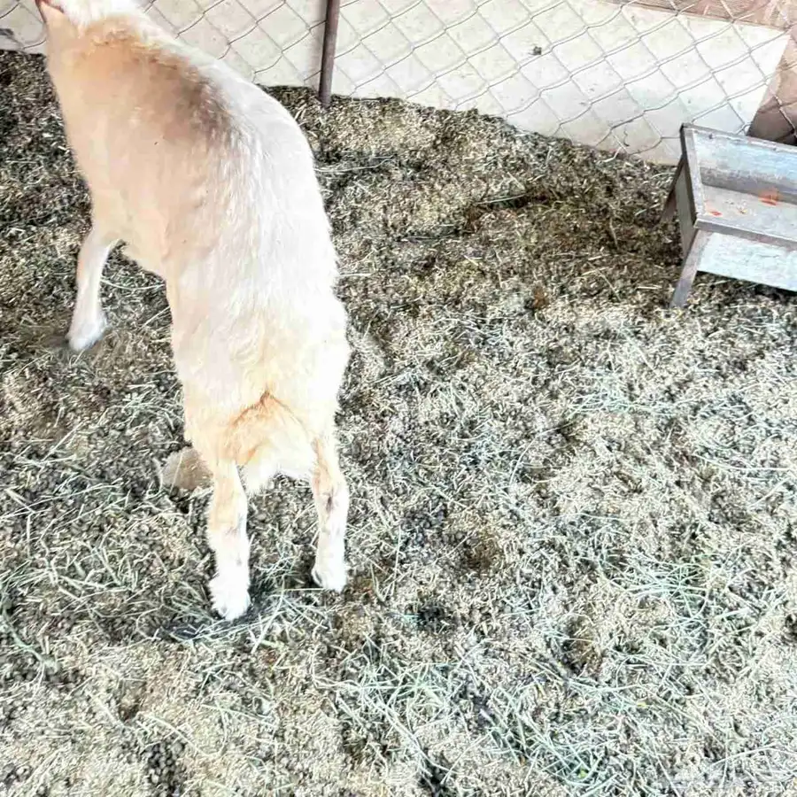 البيع رخل رفيديه 0