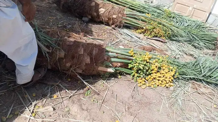 لبيع وشراء جميع انواع. النخيل فروخ وجثايث عربي وواشنطني 2