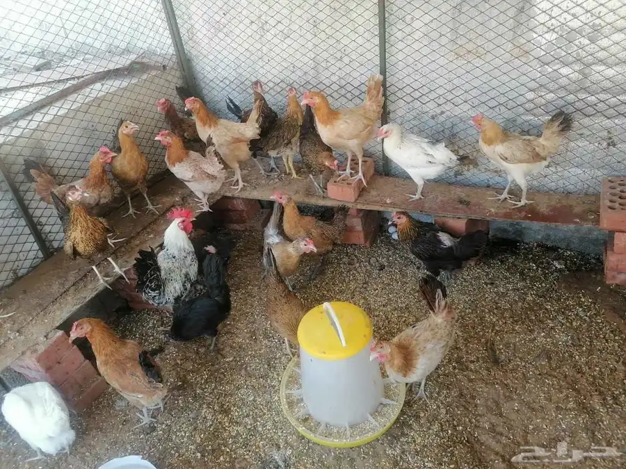 دجاج بلدي بياض ومنتج.. عدد.. 24 مع الديك 1