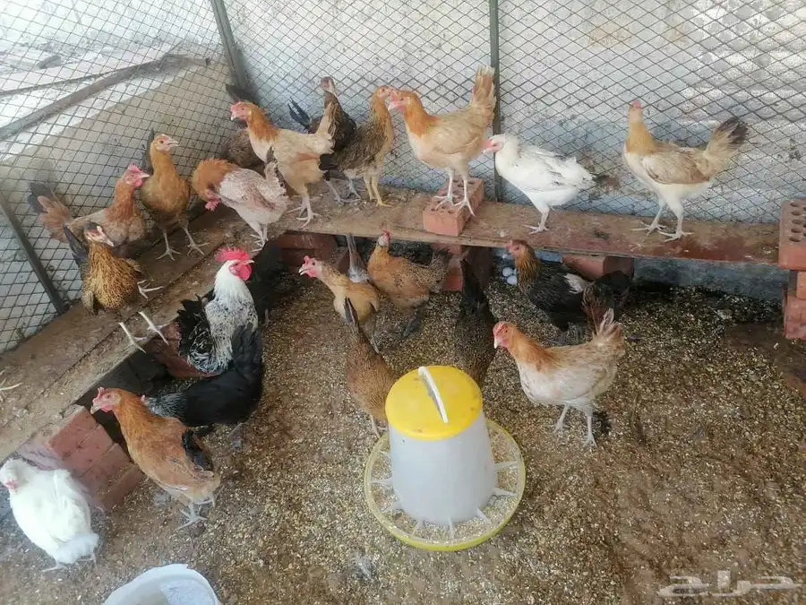 دجاج بلدي بياض ومنتج.. عدد.. 24 مع الديك 5