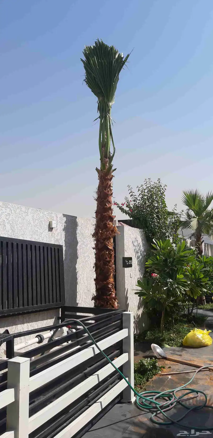نخل واسنطني البيع 1