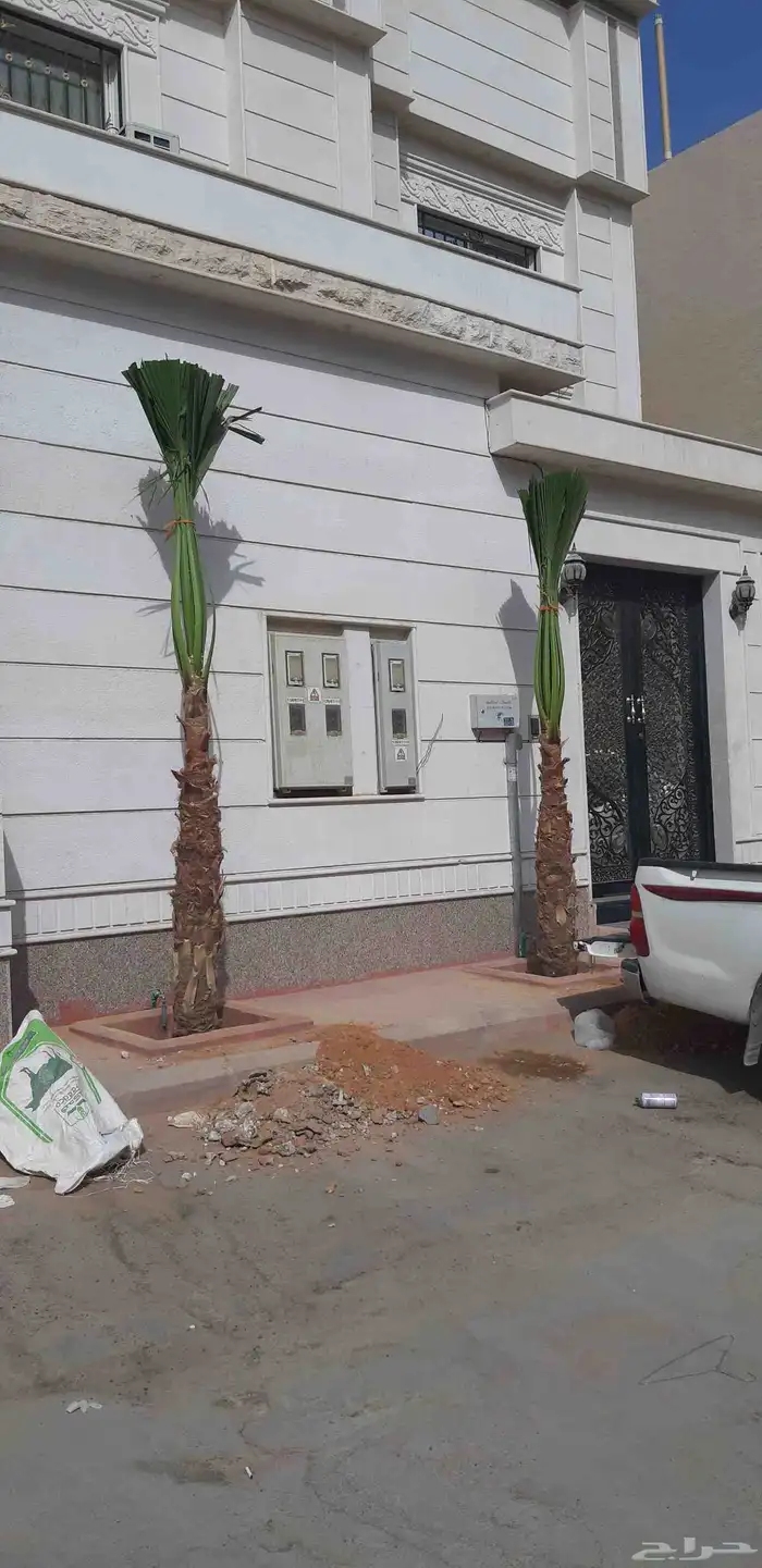 نخل واسنطني البيع 4