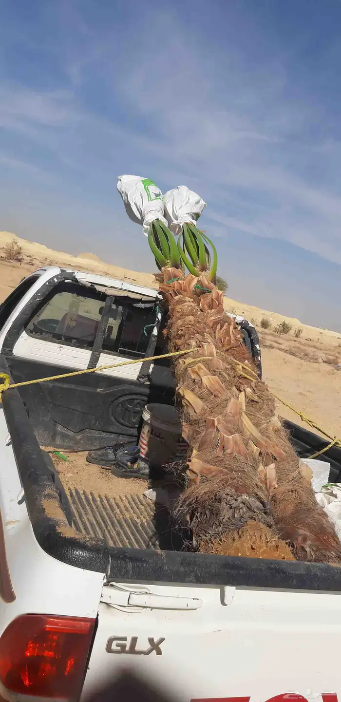 نخل واسنطني البيع 3