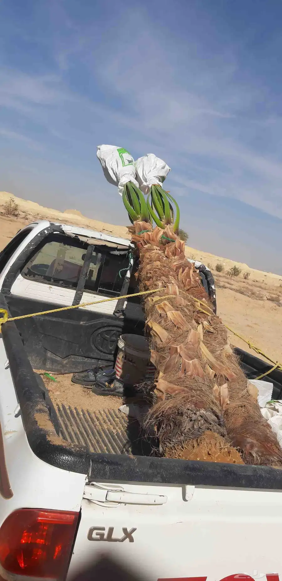 نخل واسنطني البيع 3