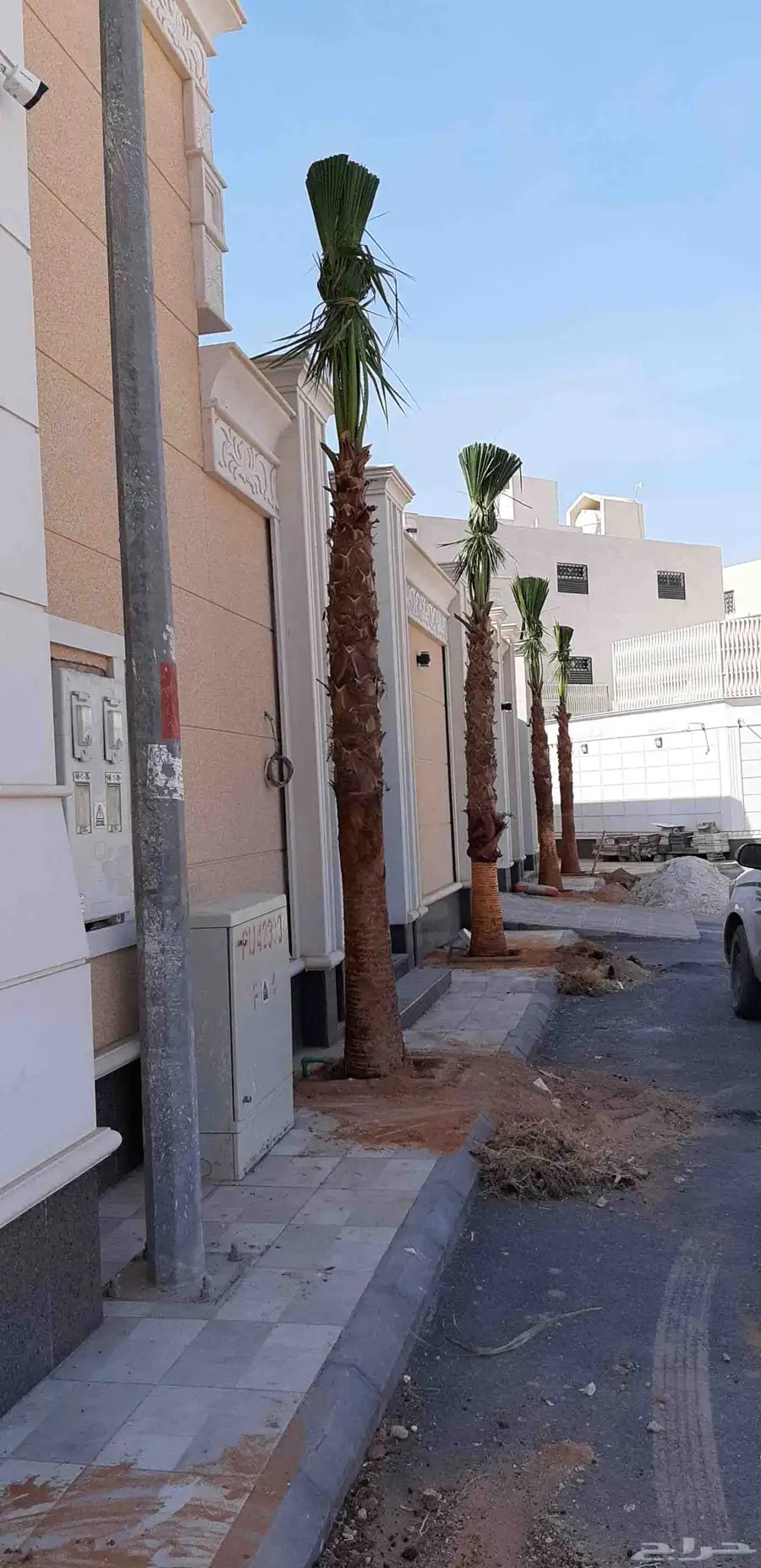 نخل واسنطني البيع 6