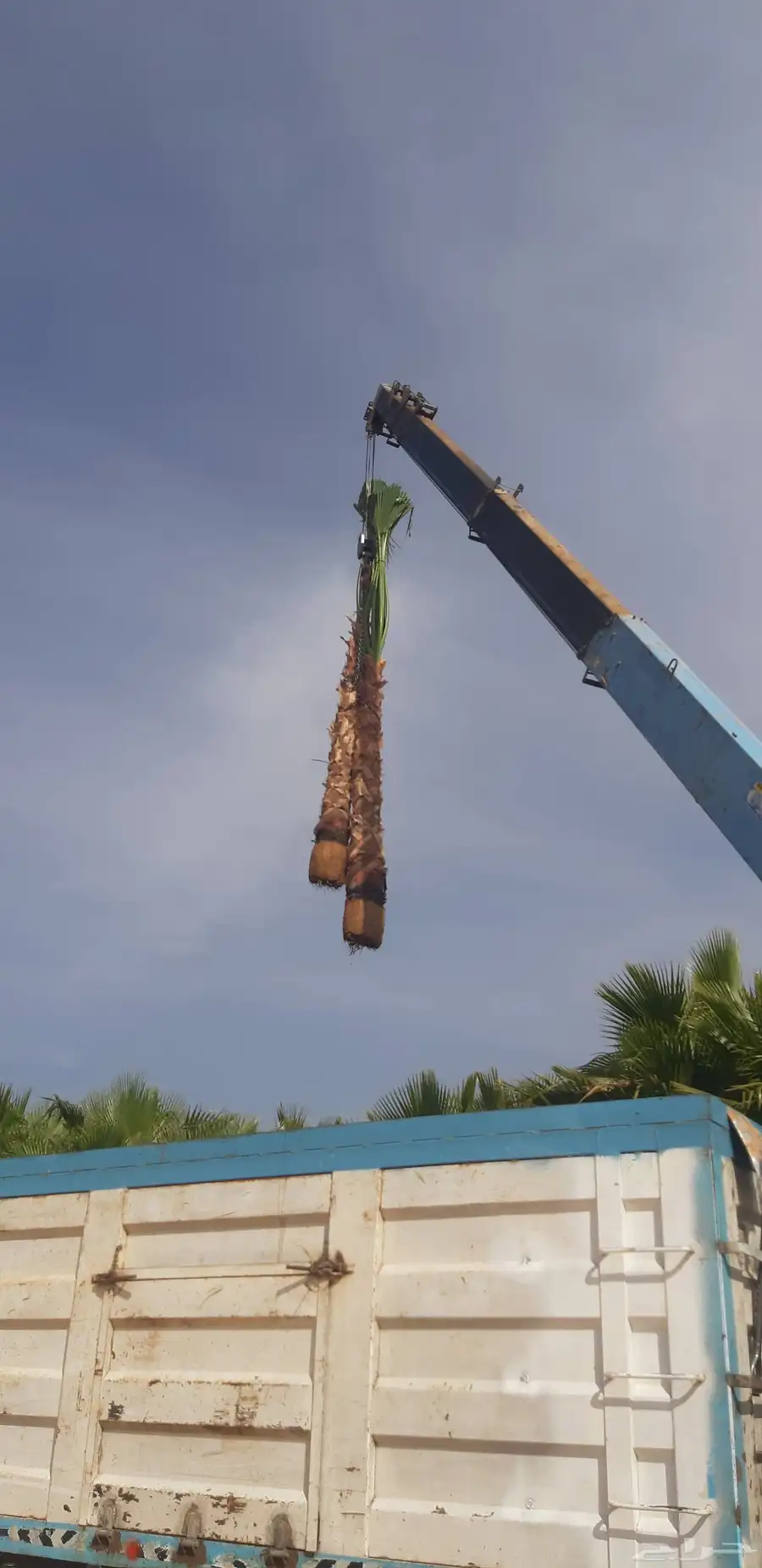 نخل واسنطني البيع 2