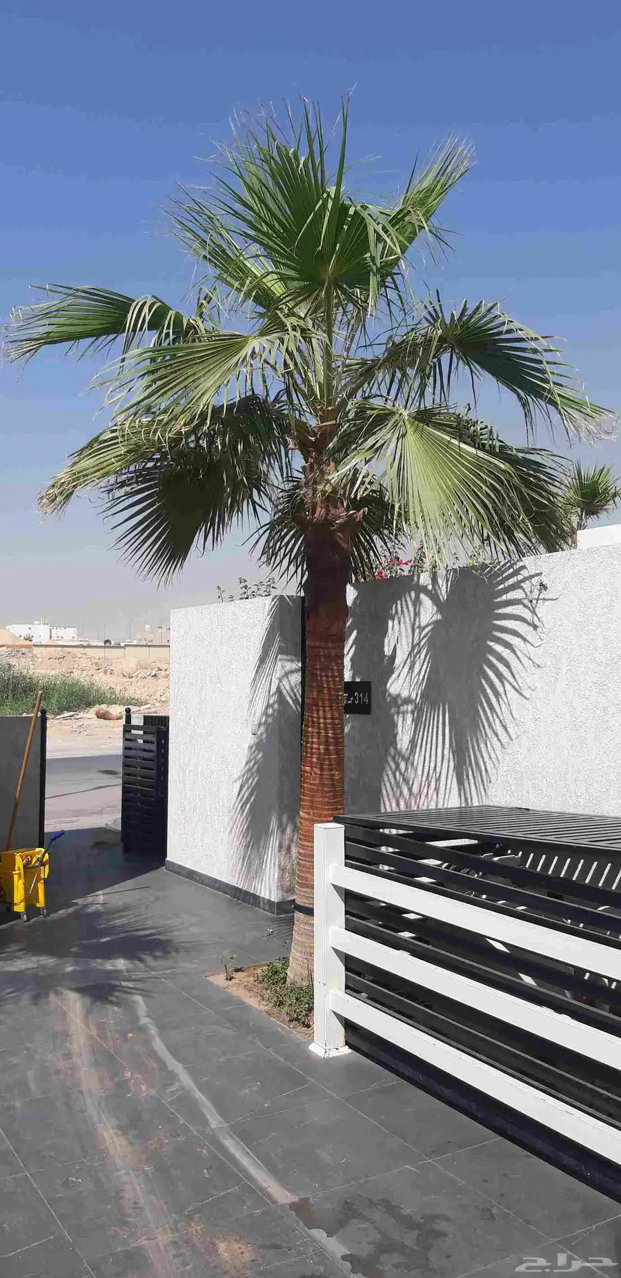 نخل واسنطني البيع 0