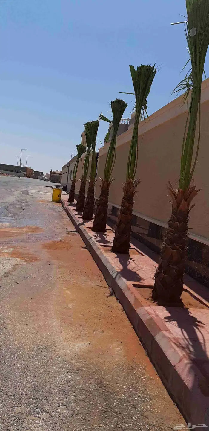 نخل واسنطني البيع 7