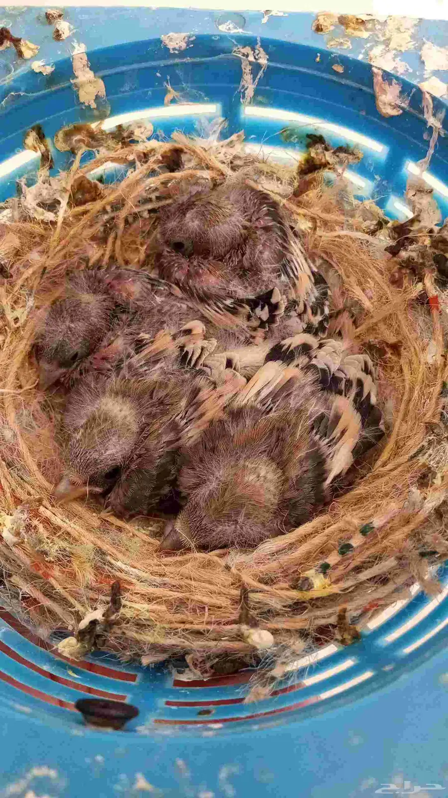 فروخ حسون سوري غر 0