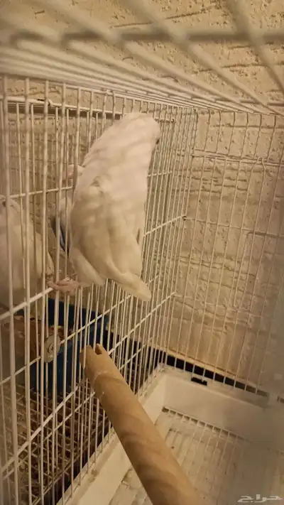 روز البينو انثى منتجه 2