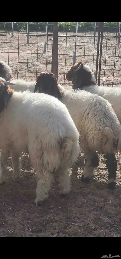 هرافي نعيم عدد 5 بالمذنب 0