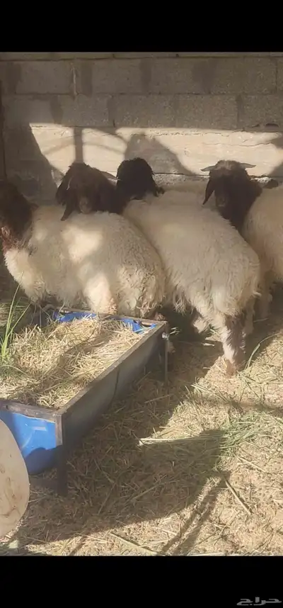 هرافي نعيم عدد 5 بالمذنب 2