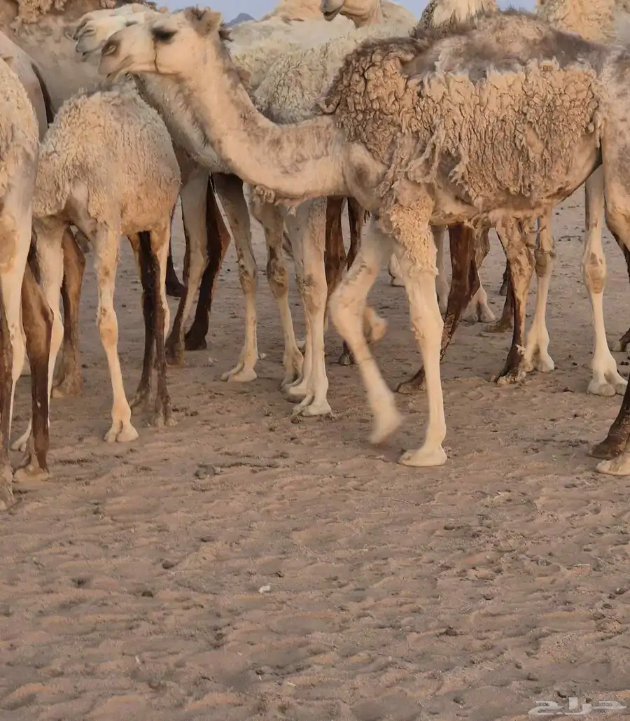 بكرة مفرودة 0