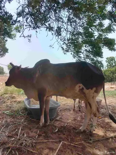بقره يتبعها حسيله 0