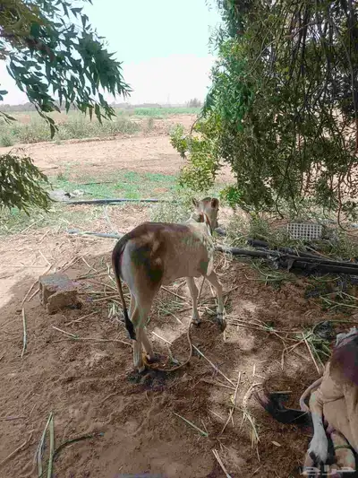 بقره يتبعها حسيله 1
