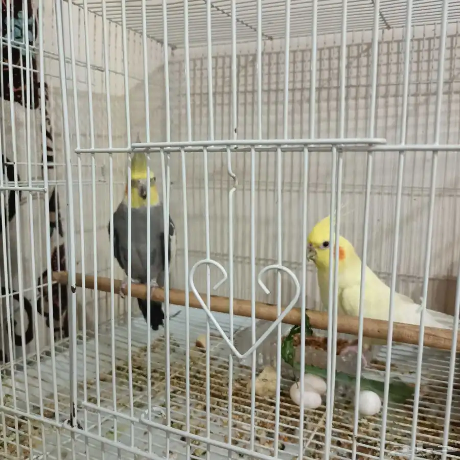 Cocktail parrots for sale 1